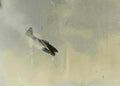p51 mustang dive Vintage world war A4 Photo Print