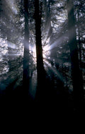 pacificnorthwestpine 1980s 1990s A4 Photo Print