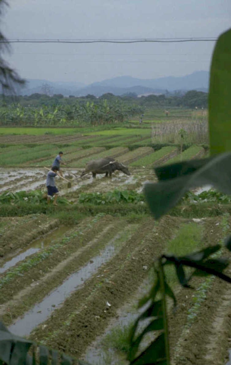 paddy field buffalo 1980s 1990s A4 Photo Print