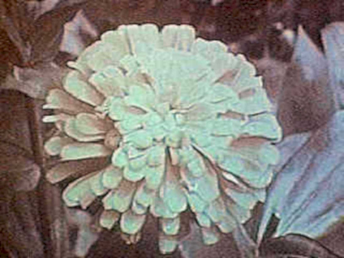 pale blue zinnia1980s 1990s A4 Photo Print