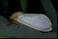 pale eyed moth1980s 1990s A4 Photo Print