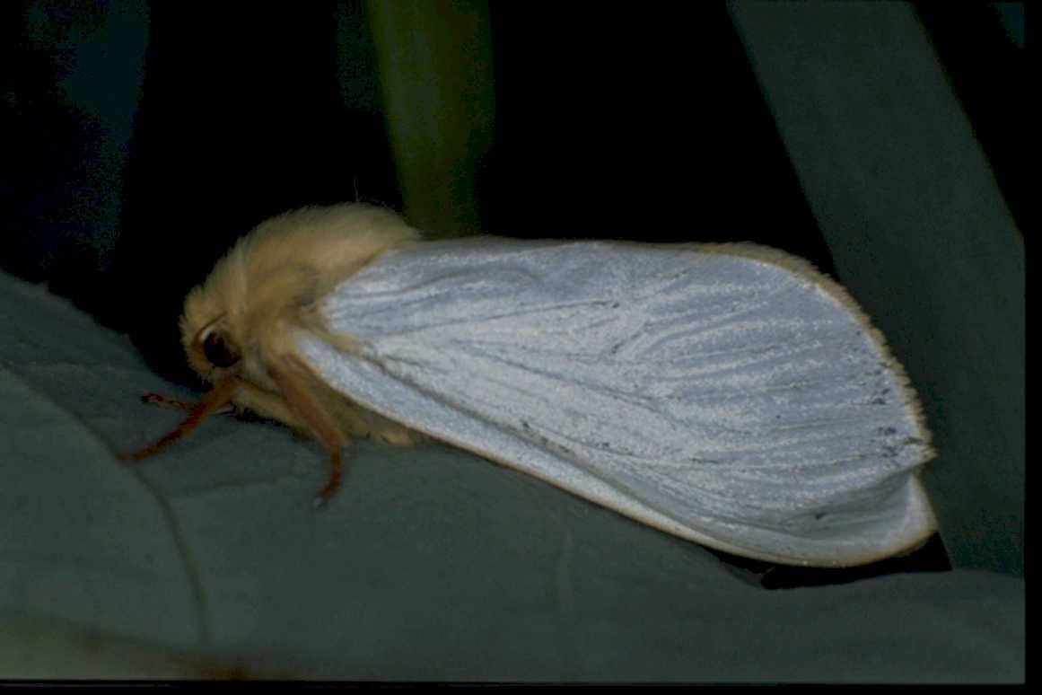 pale eyed moth1980s 1990s A4 Photo Print