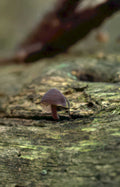 pale pink mushroom Vintage A4 Photo Print