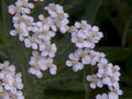 pale pink yarrow1980s 1990s A4 Photo Print