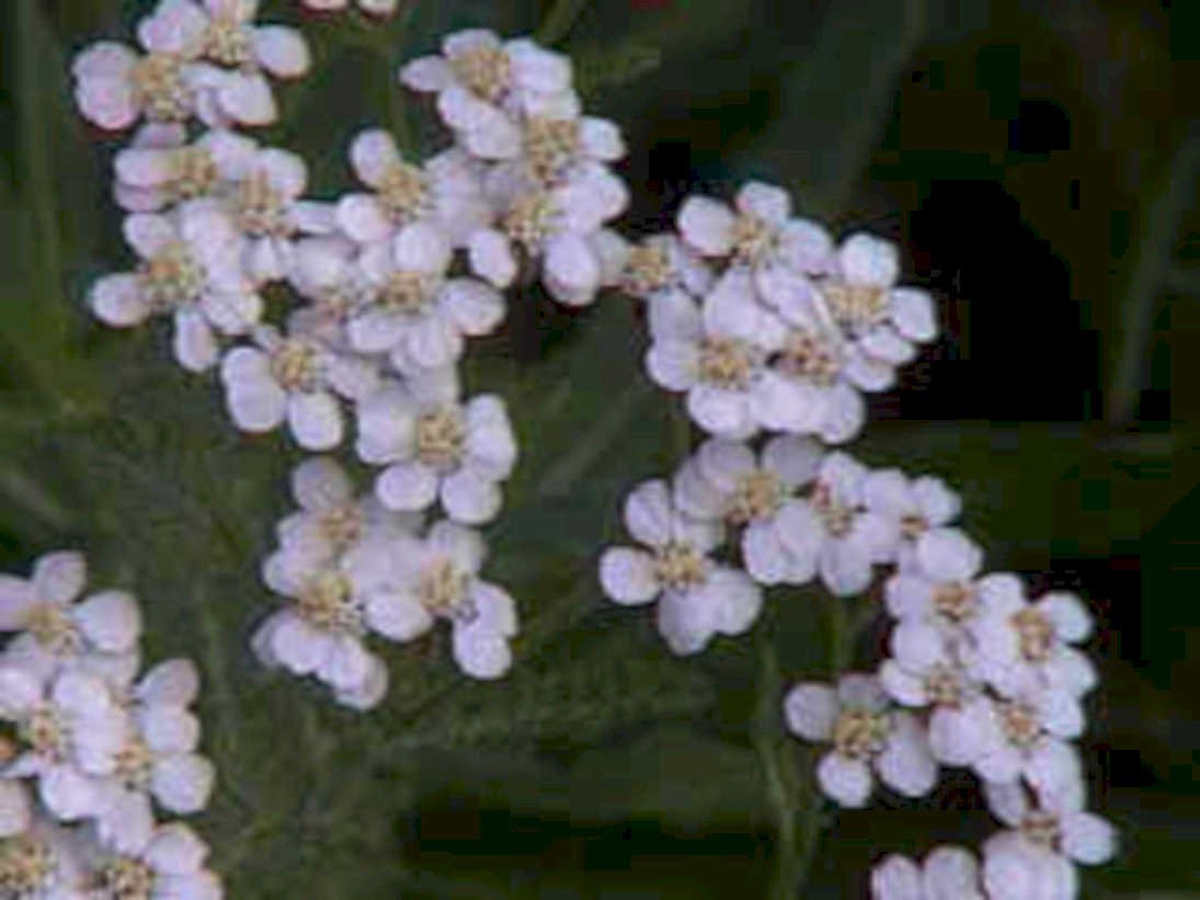 pale pink yarrow1980s 1990s A4 Photo Print