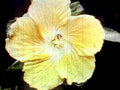 pale yellow hibiscus1980s 1990s A4 Photo Print