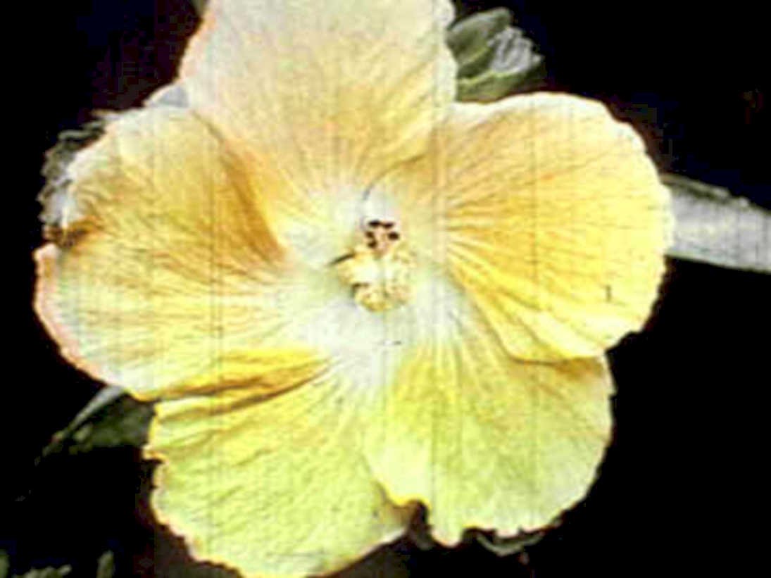 pale yellow hibiscus1980s 1990s A4 Photo Print