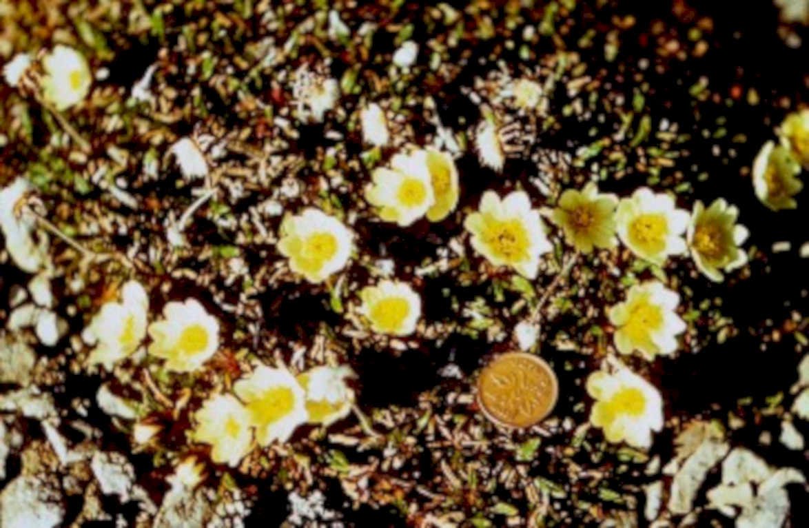 pale yellow wildflowers1980s 1990s A4 Photo Print