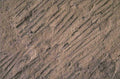 paleoichthyosaur scratches grooves 1980s 1990s A4 Photo Print