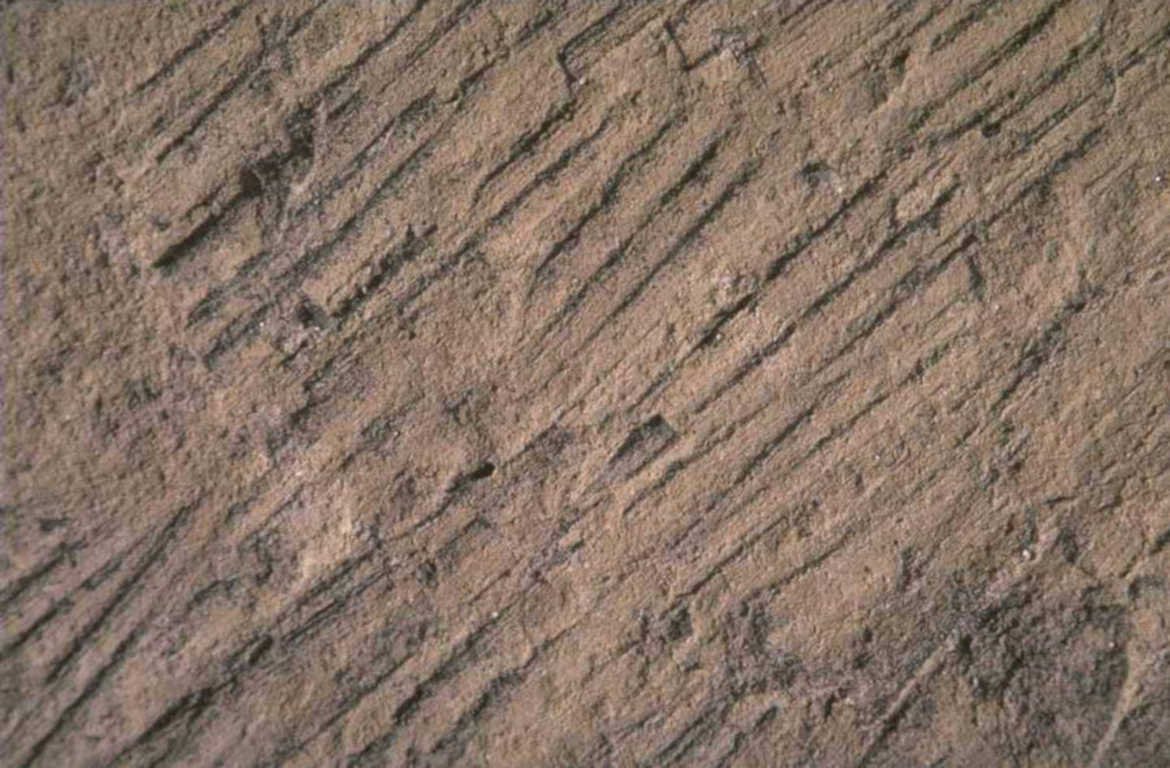 paleoichthyosaur scratches grooves 1980s 1990s A4 Photo Print