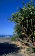 palm boardwalk ocean 1980s 1990s A4 Photo Print