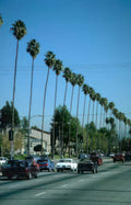 palm boulevard los Vintage A4 Photo Print