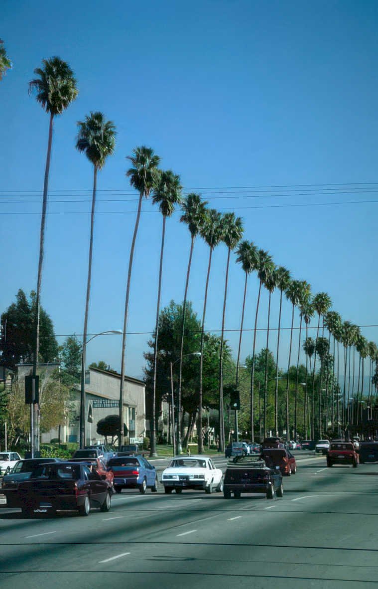 palm boulevard los Vintage A4 Photo Print