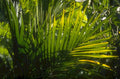 palm fronds green 1980s 1990s A4 Photo Print