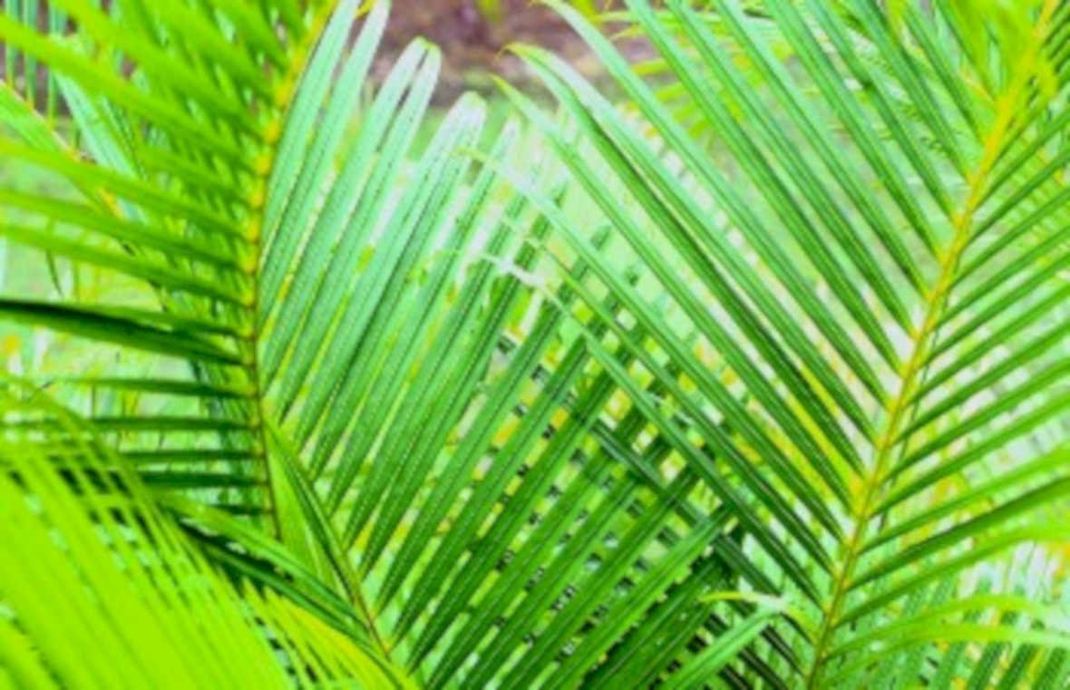 palm fronds leaves1980s 1990s A4 Photo Print