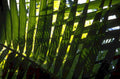 palm fronds shadows 1980s 1990s A4 Photo Print