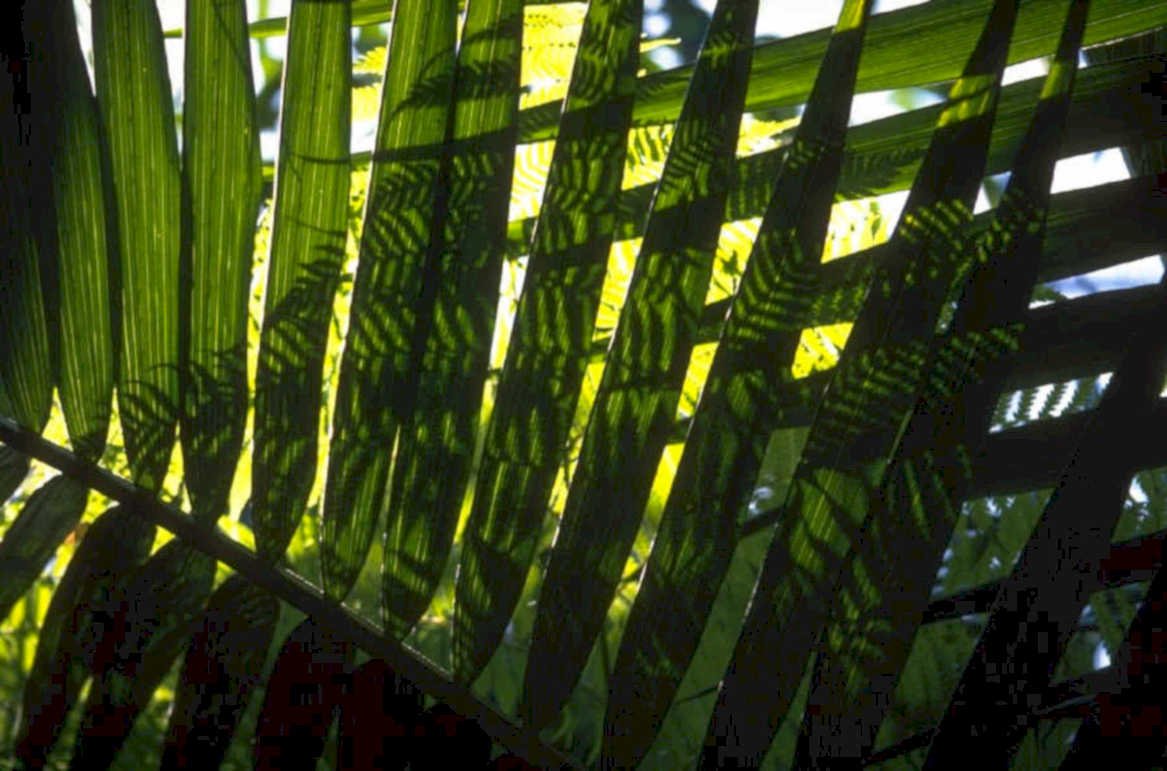 palm fronds shadows 1980s 1990s A4 Photo Print