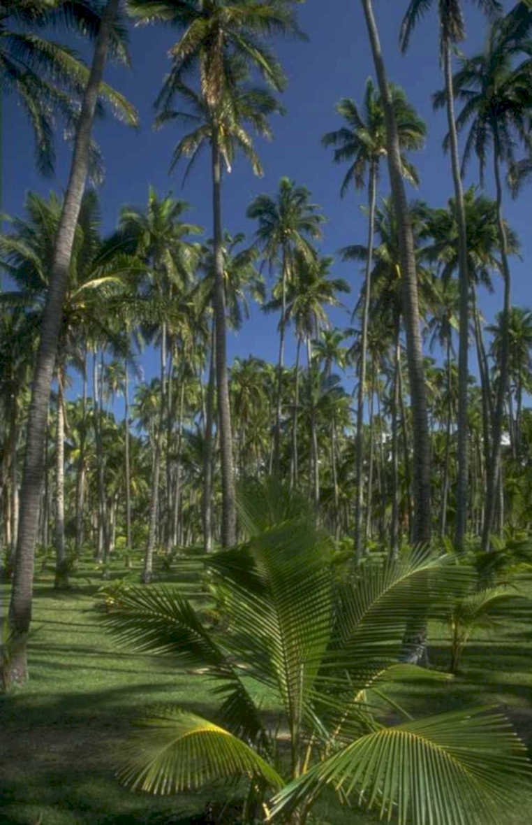palm grove caribbean 1980s 1990s A4 Photo Print