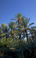 palm grove date 1980s 1990s A4 Photo Print