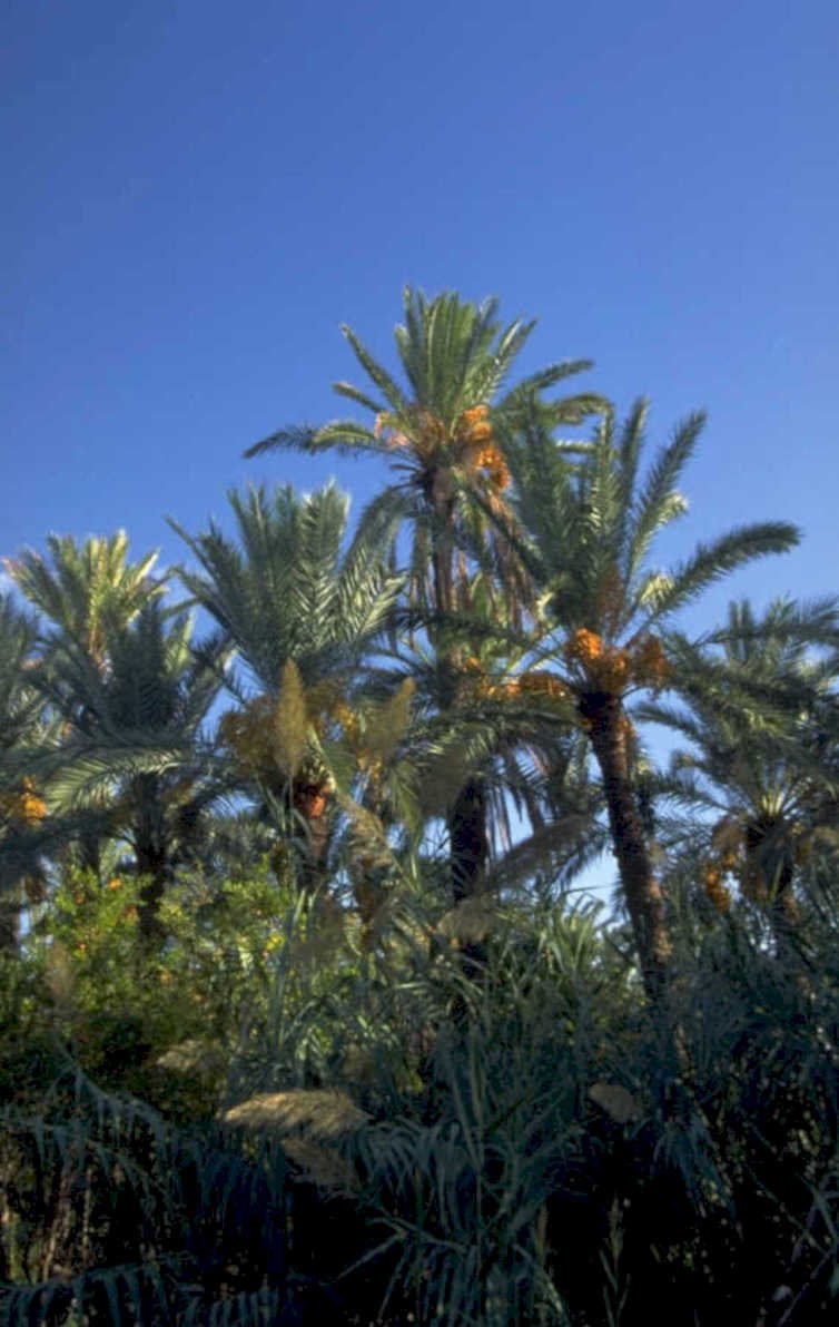 palm grove date 1980s 1990s A4 Photo Print