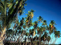 palm grove hawaii1980s 1990s A4 Photo Print