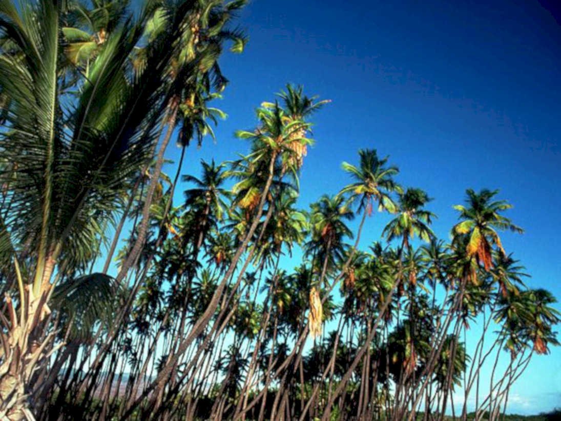 palm grove hawaii1980s 1990s A4 Photo Print