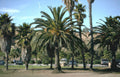 palm grove huntington Vintage A4 Photo Print