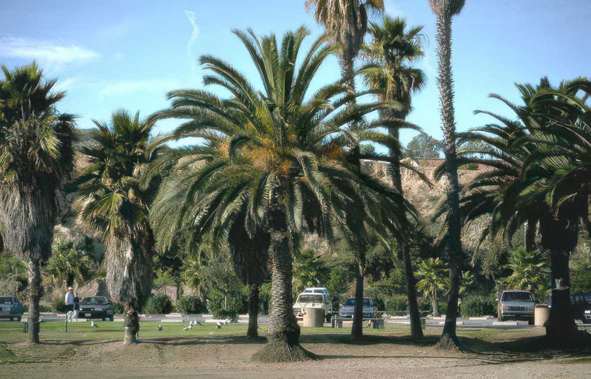 palm grove huntington Vintage A4 Photo Print