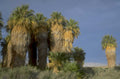 palm grove joshua 1980s 1990s A4 Photo Print