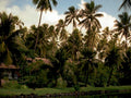 palm grove maldives1980s 1990s A4 Photo Print