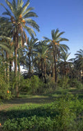 palm grove morocco 1980s 1990s A4 Photo Print