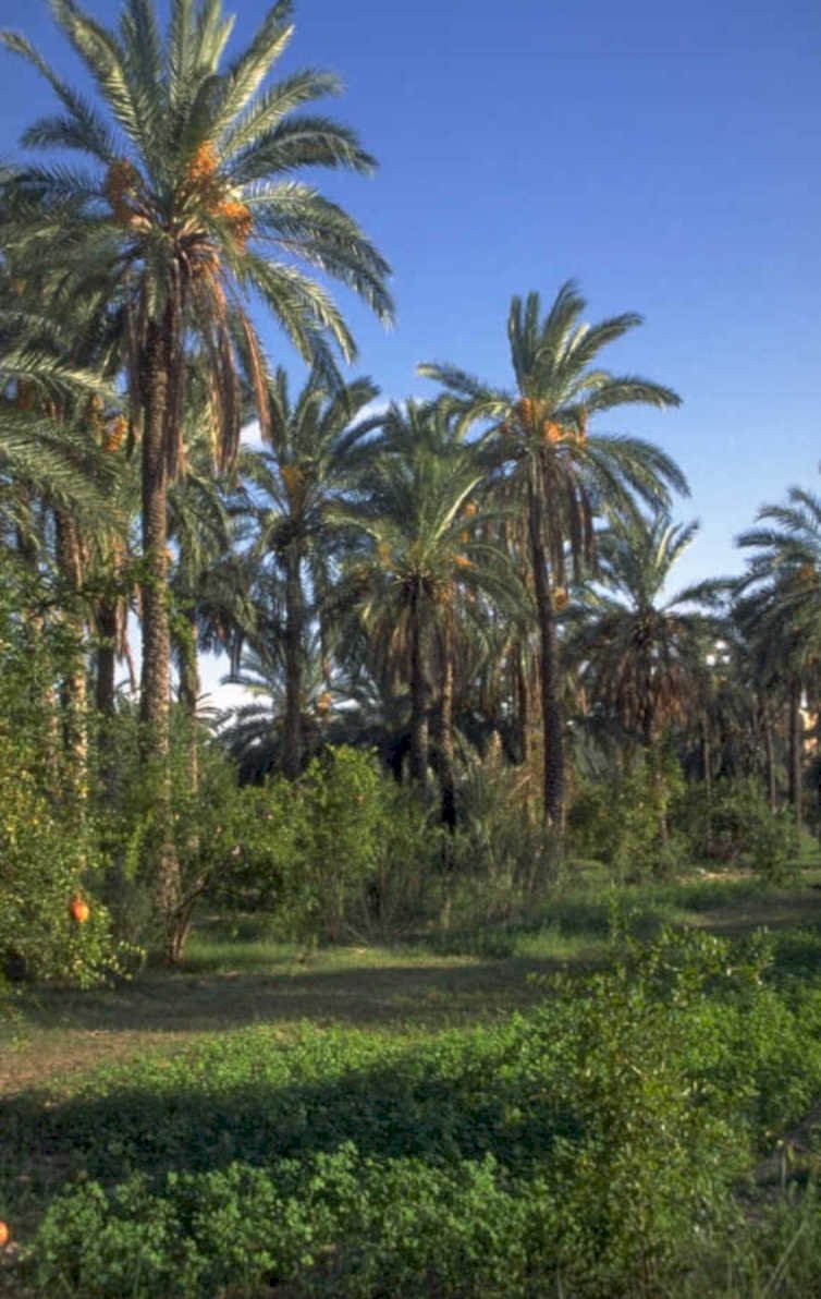 palm grove morocco 1980s 1990s A4 Photo Print