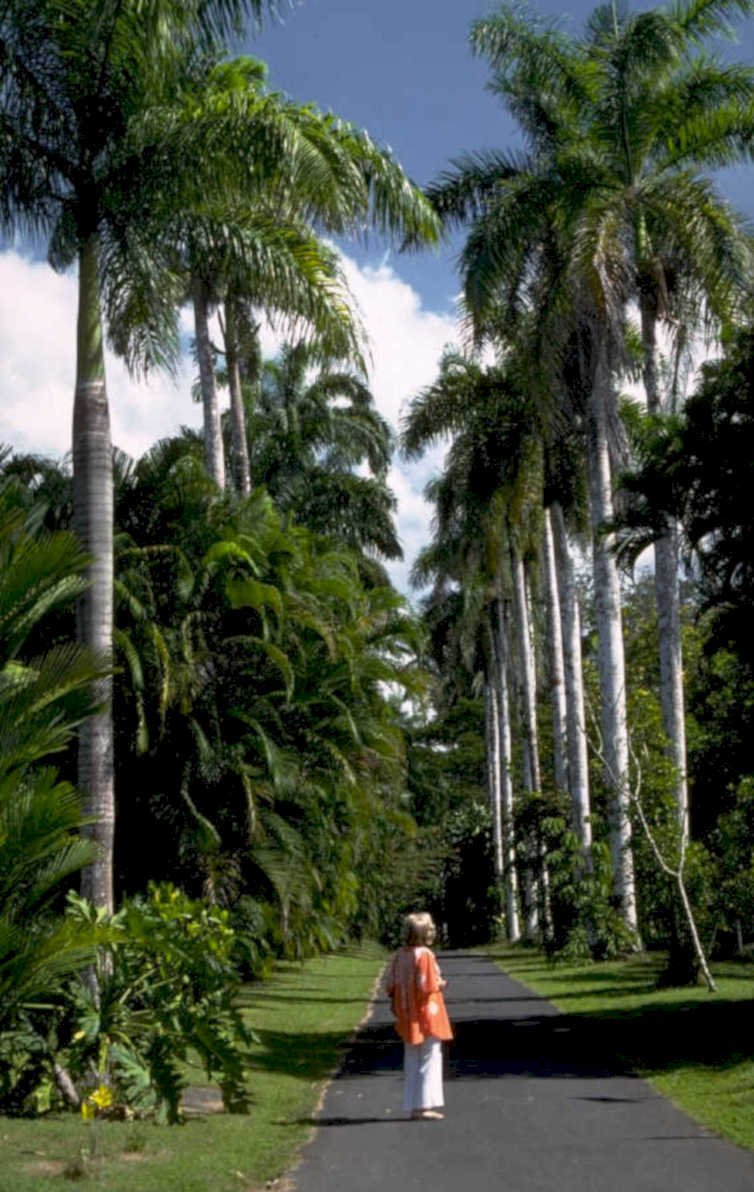palm grove path 1980s 1990s A4 Photo Print