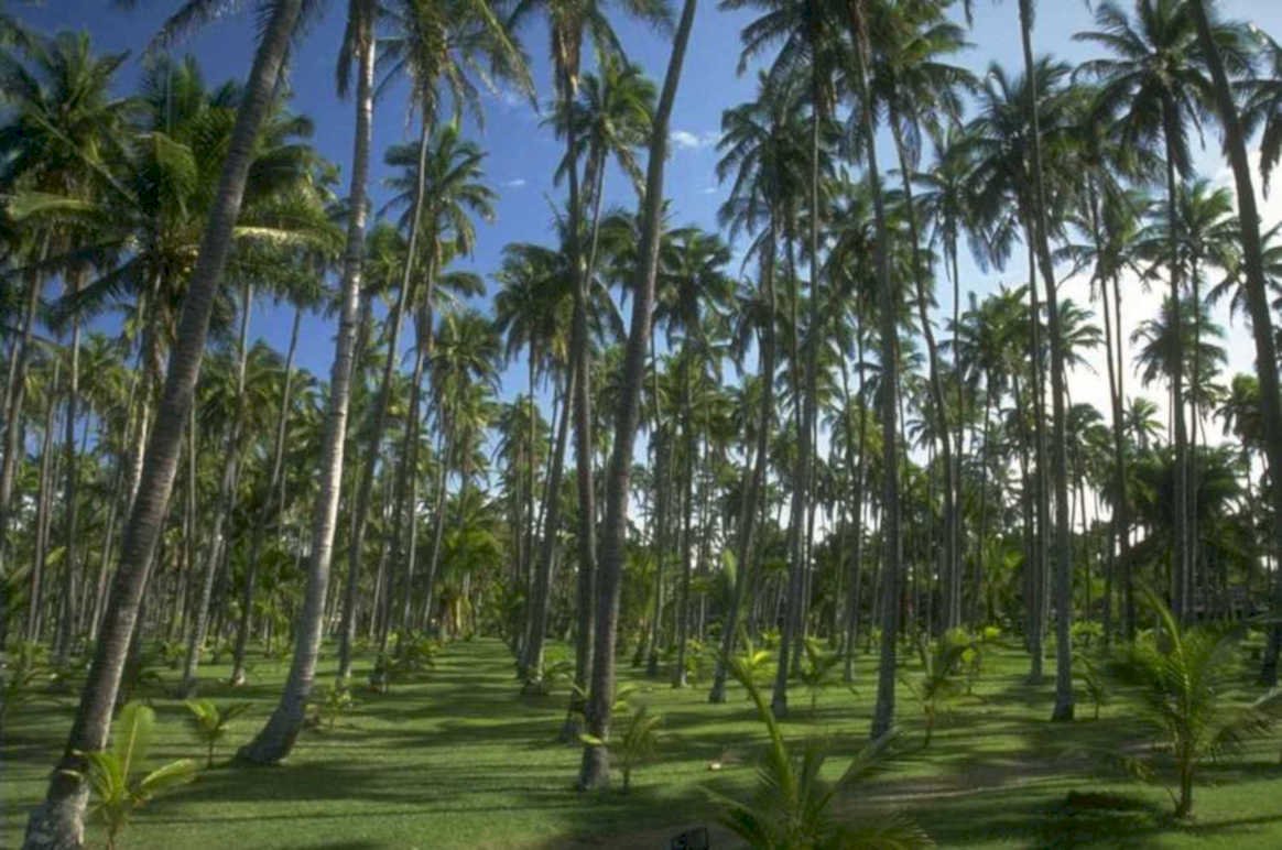 palm grove scene 1980s 1990s A4 Photo Print