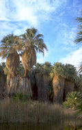 palm grove sunset 1980s 1990s A4 Photo Print