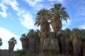 palm grove trees 1980s 1990s A4 Photo Print
