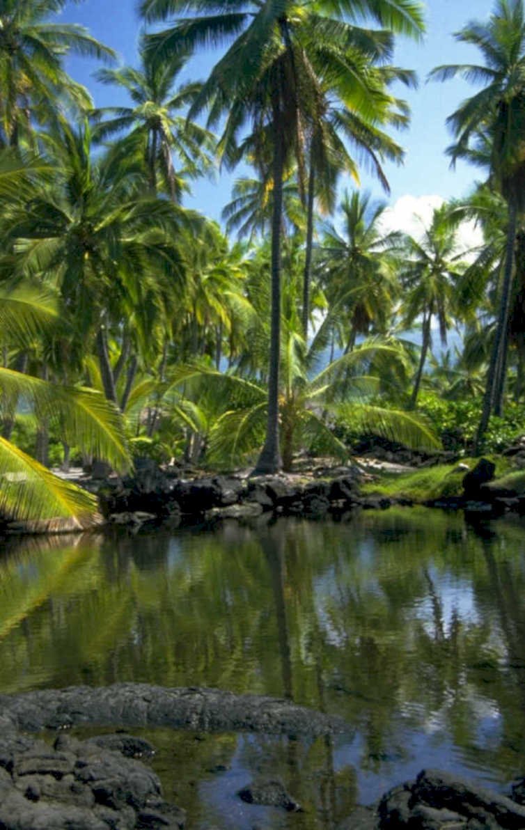 palm lagoon rocks 1980s 1990s A4 Photo Print