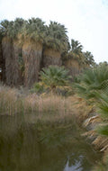 palm springs oasis 1980s 1990s A4 Photo Print