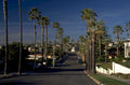 palm street scene 1980s 1990s A4 Photo Print
