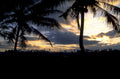palm sunset beach 1980s 1990s A4 Photo Print