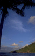 palm tree beach 1980s 1990s A4 Photo Print