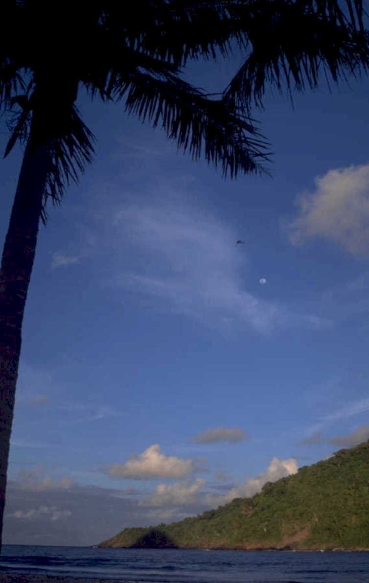 palm tree beach 1980s 1990s A4 Photo Print
