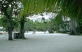 palm tree beach Vintage A4 Photo Print