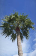 palm tree frond 1980s 1990s A4 Photo Print