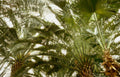palm tree fronds Vintage A4 Photo Print