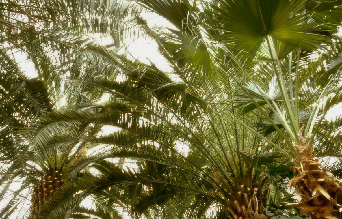 palm tree fronds Vintage A4 Photo Print
