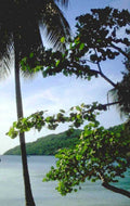 palm tree scene 1980s 1990s A4 Photo Print
