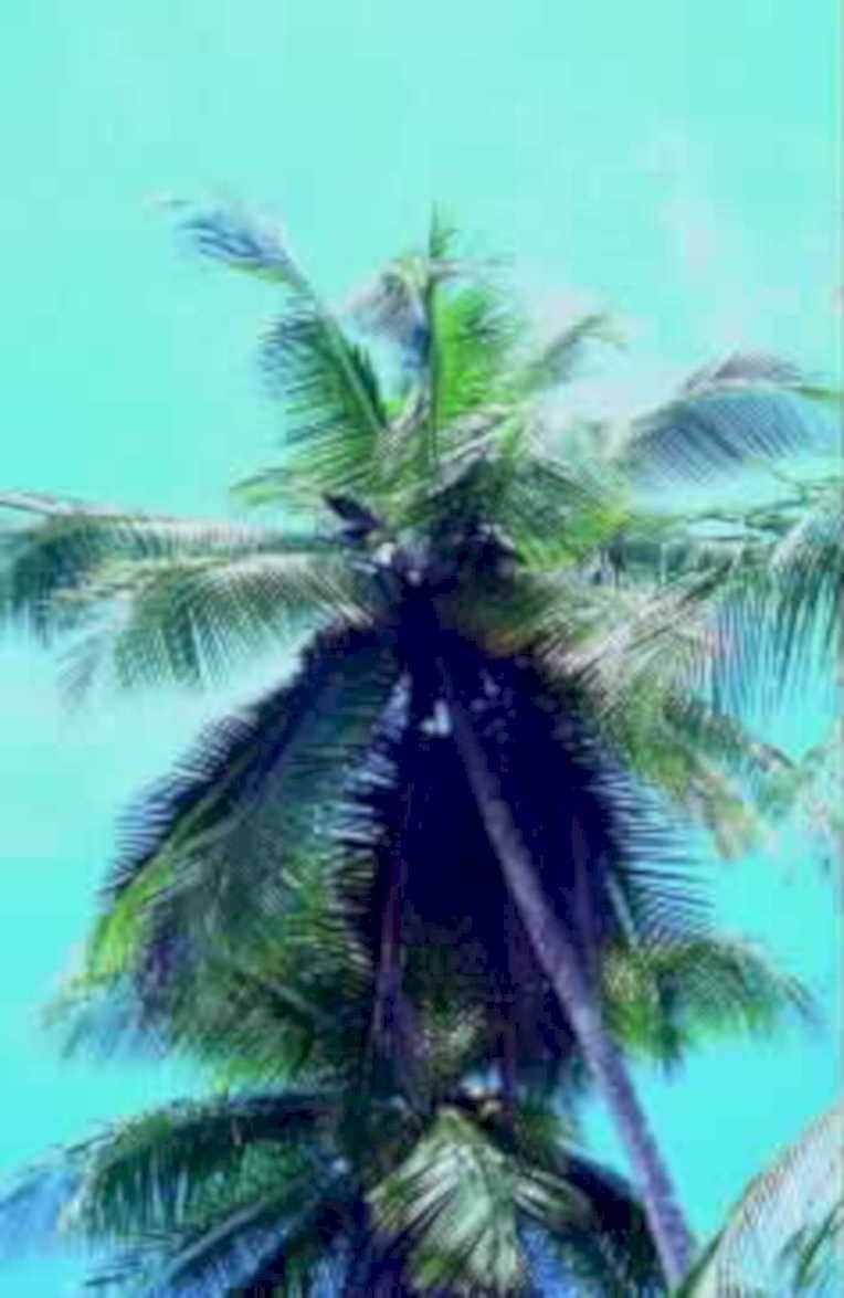 palm tree turquoise1980s 1990s A4 Photo Print