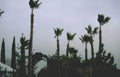palm trees building Vintage A4 Photo Print