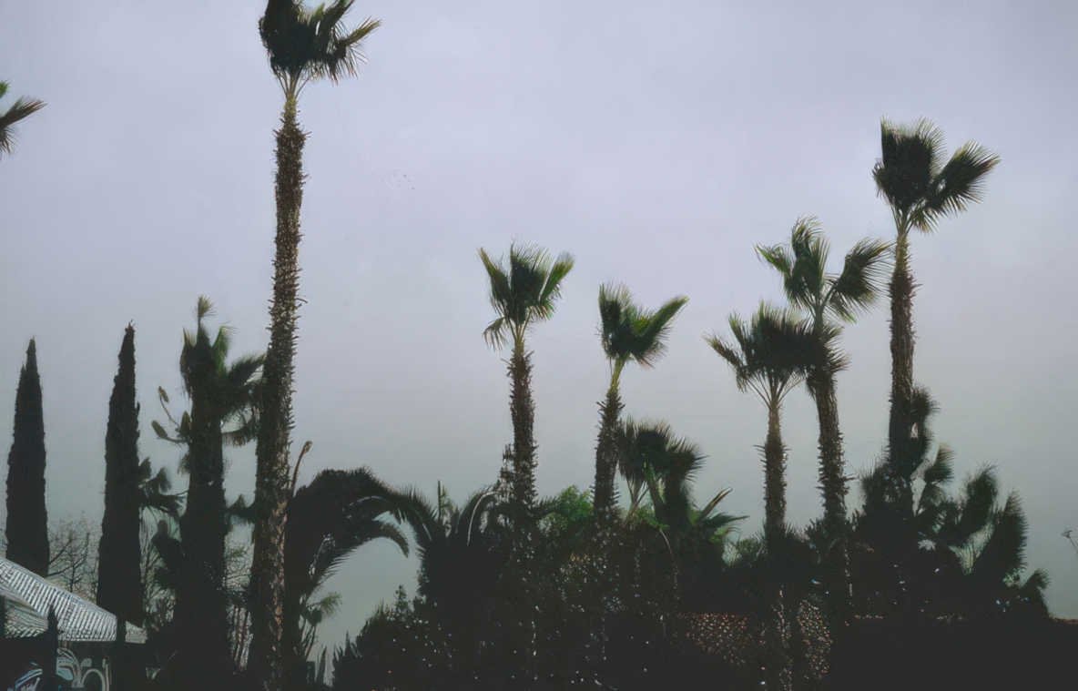 palm trees building Vintage A4 Photo Print